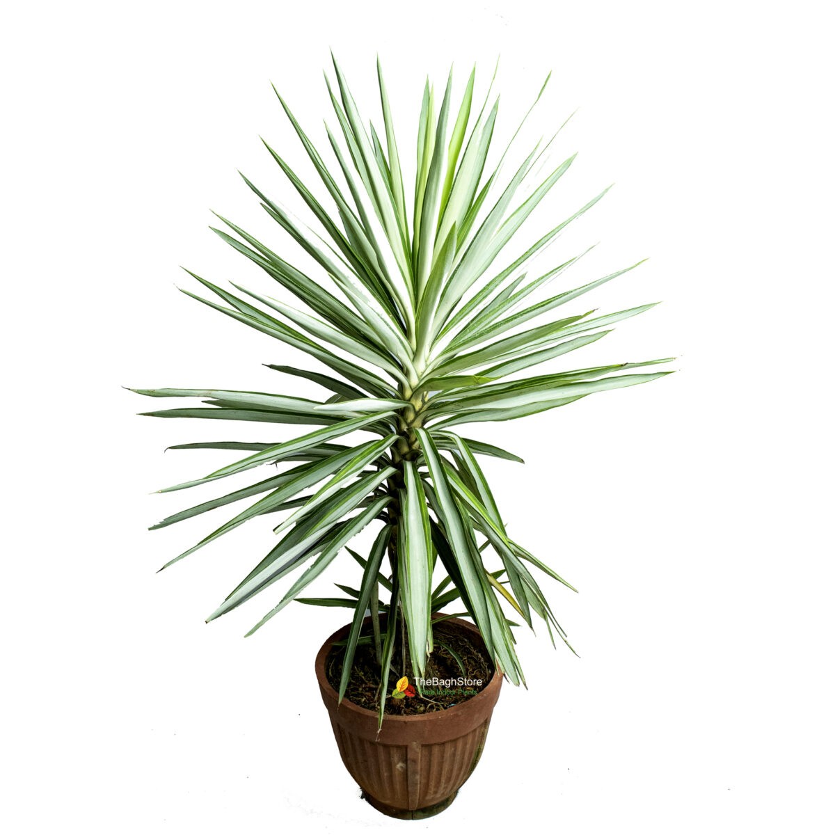 Yucca Gloriosa -Plant