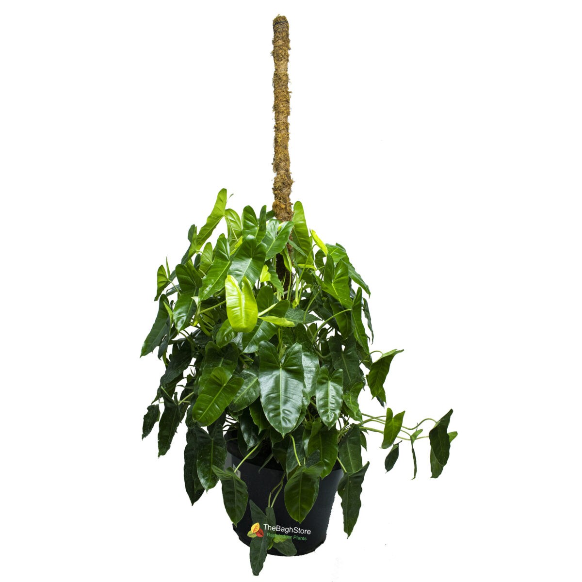 Philodendron Kerala Hybrid - Plant