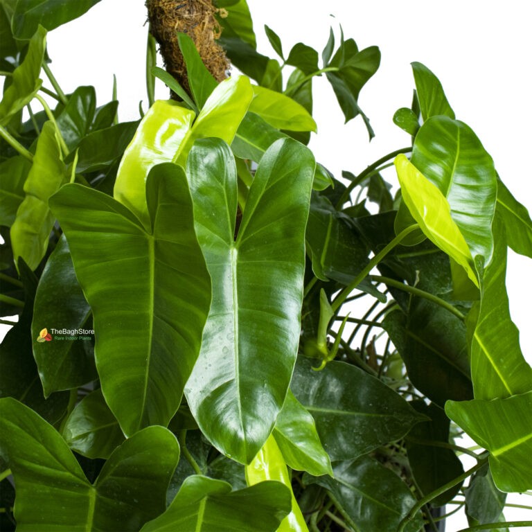 Philodendron Kerala Hybrid Plant TheBaghstore All Indoor Plants