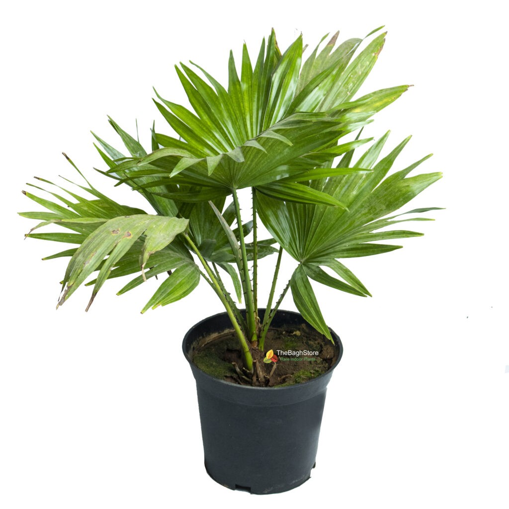 Table palm, Umbrella Palm Plant TheBaghstore All Indoor Plants