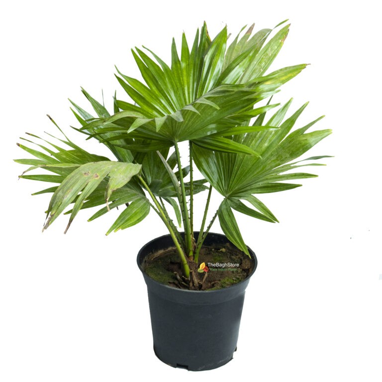 Table palm, Umbrella Palm Plant TheBaghstore All Indoor Plants