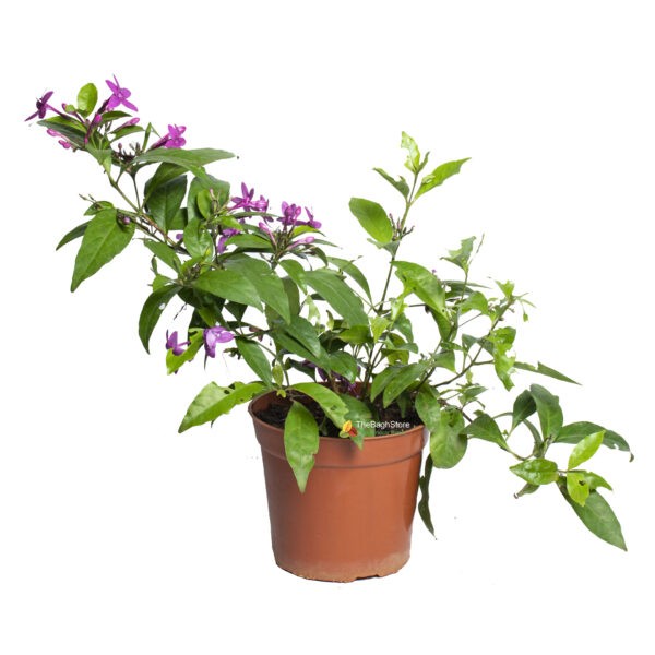 PSEUDERANTHEMUM LAXIFLORUM, KODIA (PURPLE) - PLANT