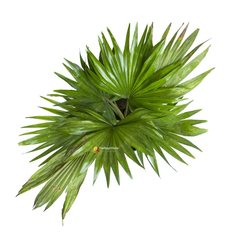 Table palm, Umbrella Palm - Plant | TheBaghstore - All Indoor Plants