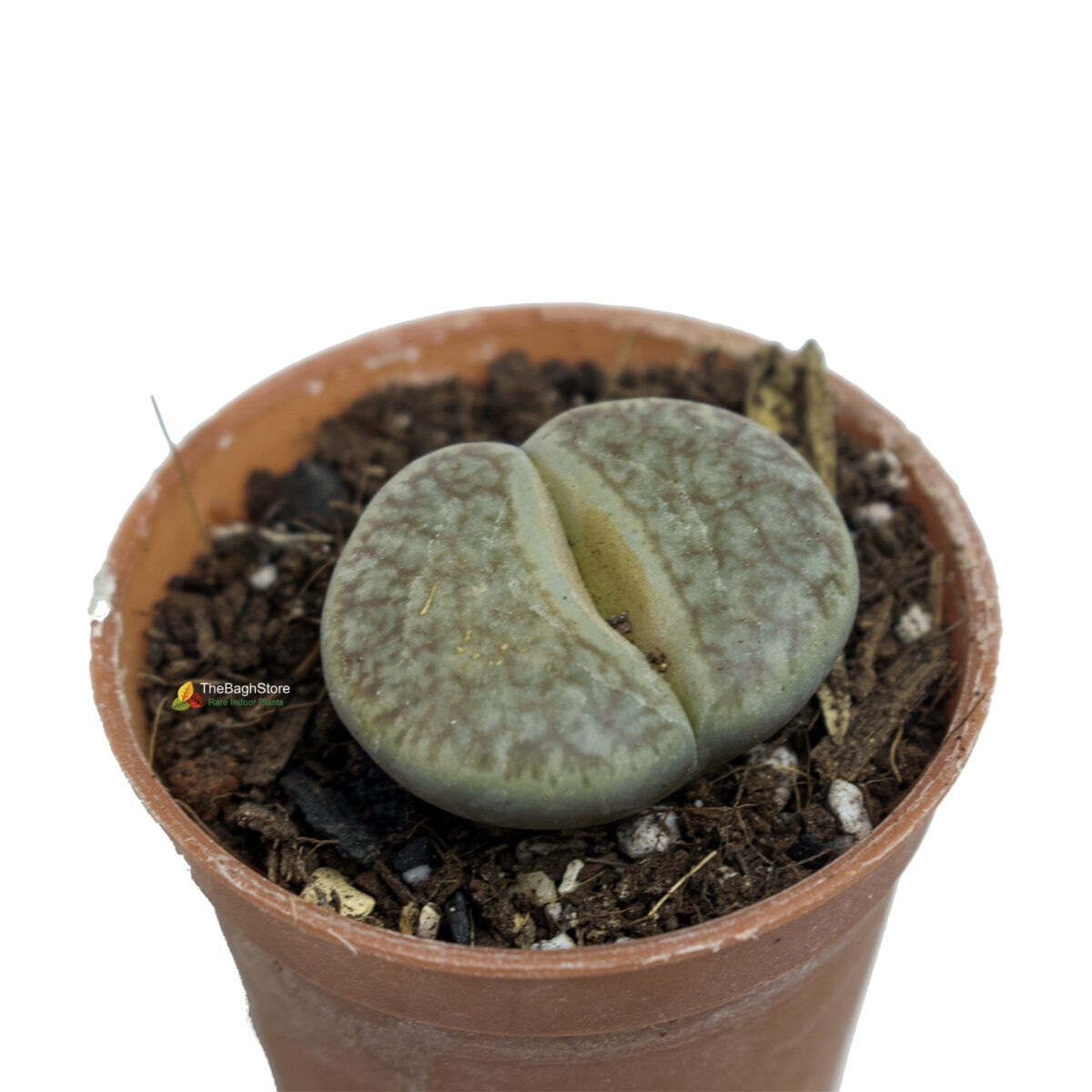 Lithops, Pebble plants, Living stones ( Succulent ) -Plant