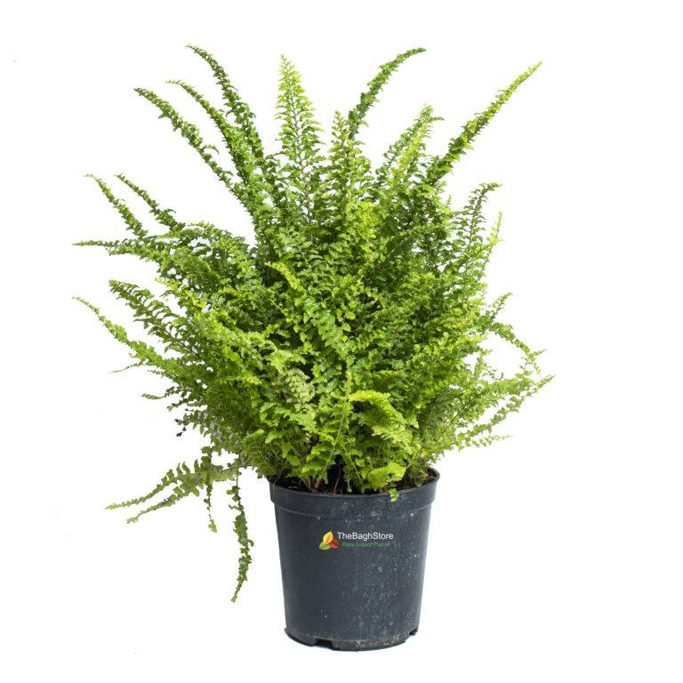 Buy Indoor Plants Online in Bangalore with Same Day Delivery