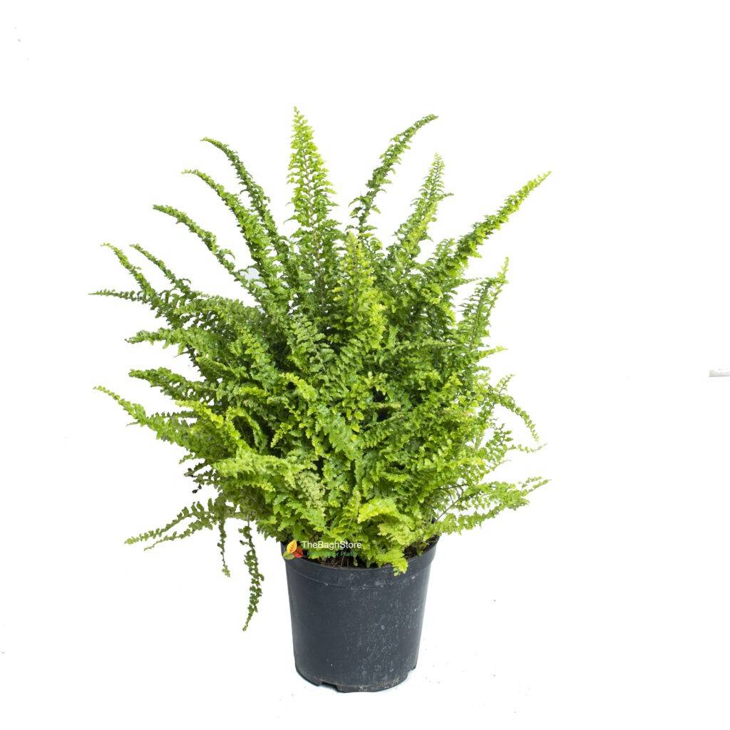 Buy Indoor Plants Online in Bangalore with Same Day Delivery