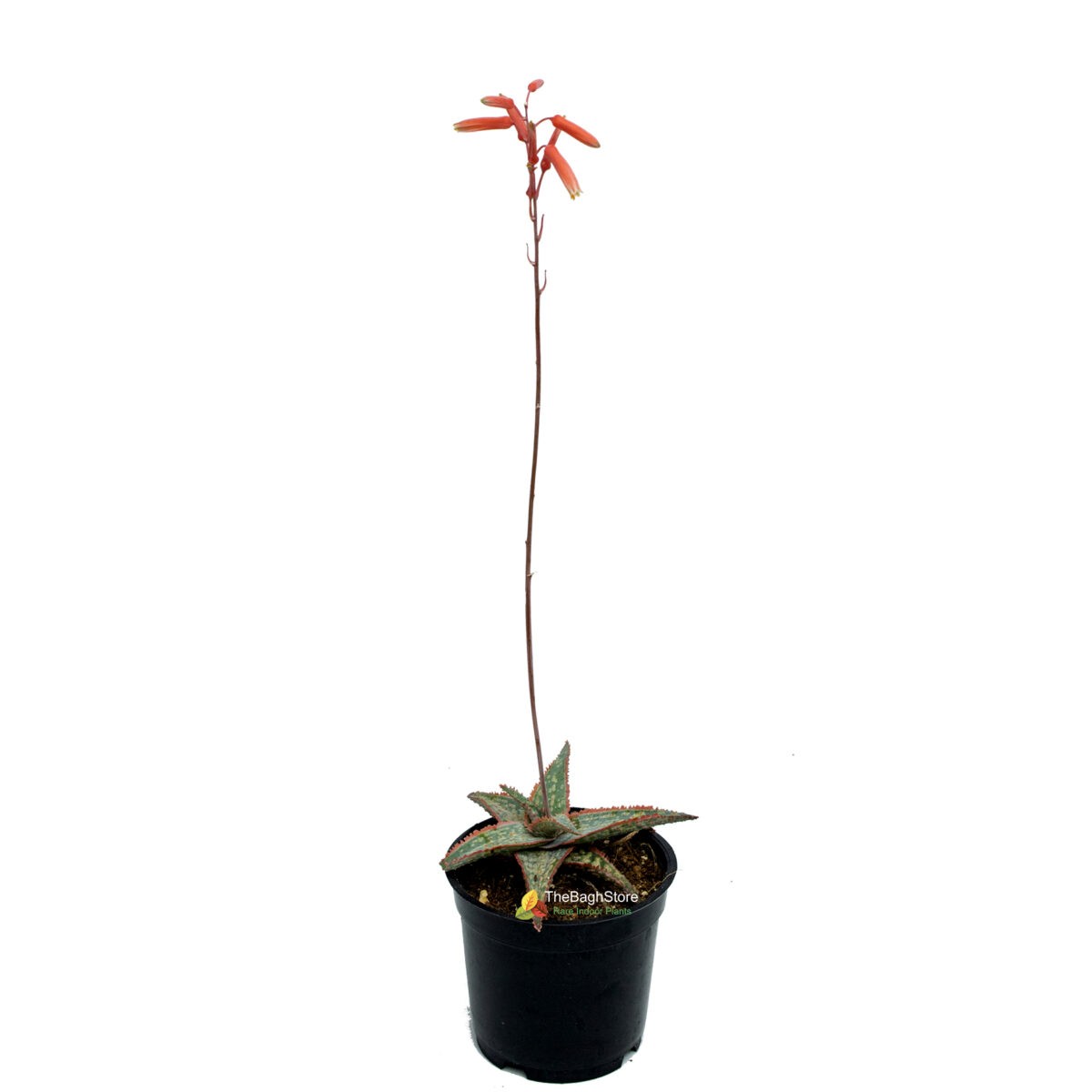 Aloe ‘ Carmine’ , Succulent – Plant