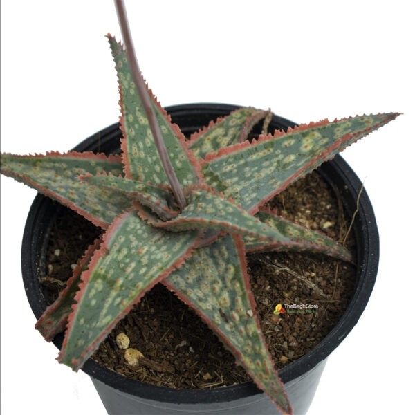 Aloe ‘ Carmine’ , Succulent – Plant