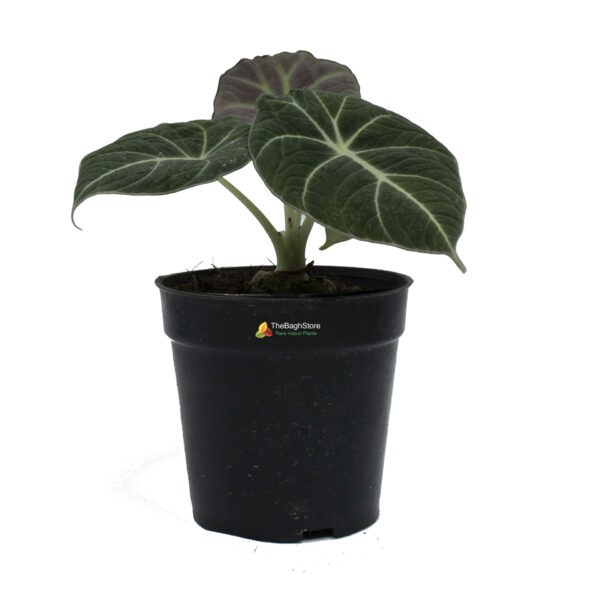 Alocasia Black Velvet , Alocasia Reginula - Plant
