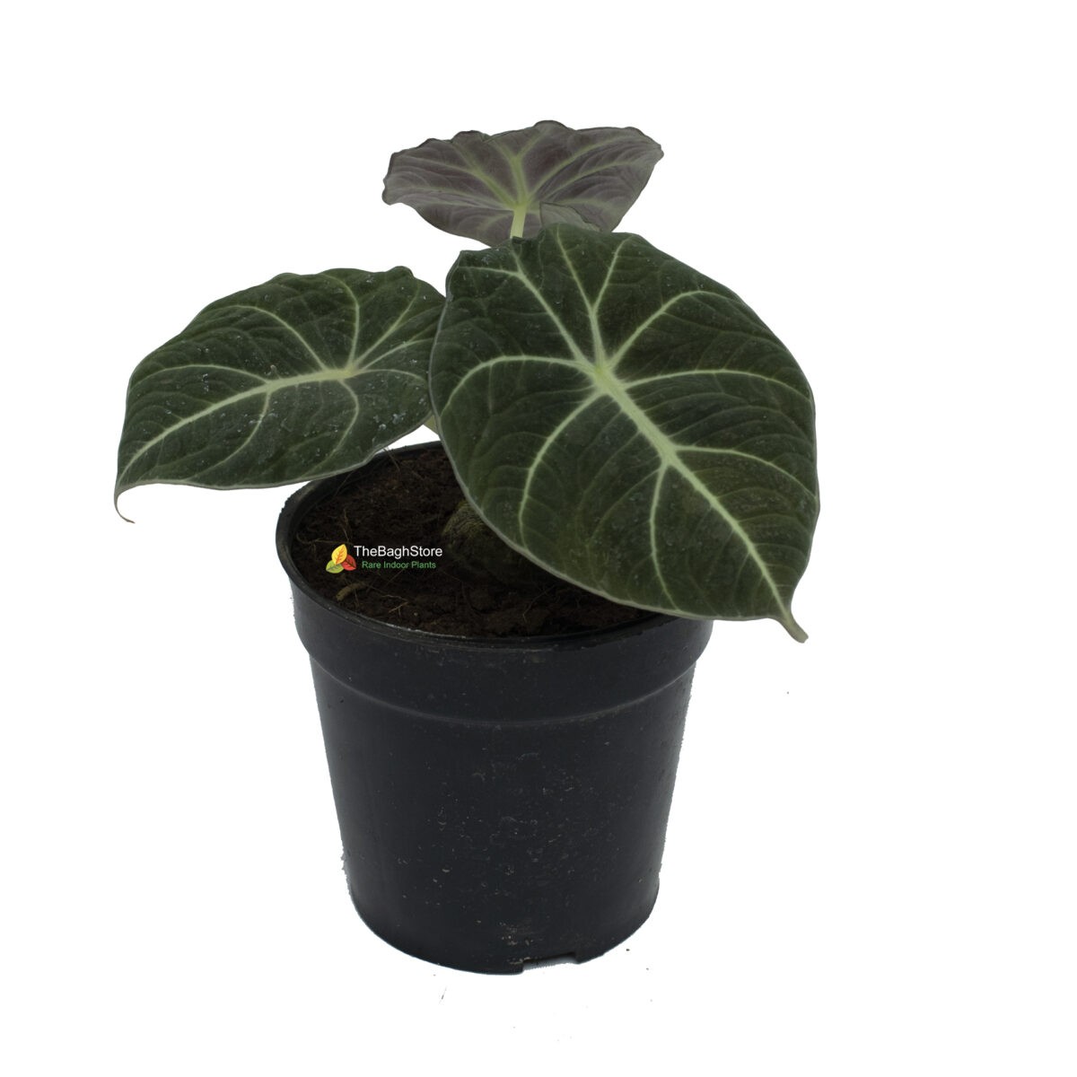 Alocasia Black Velvet , Alocasia Reginula - Plant