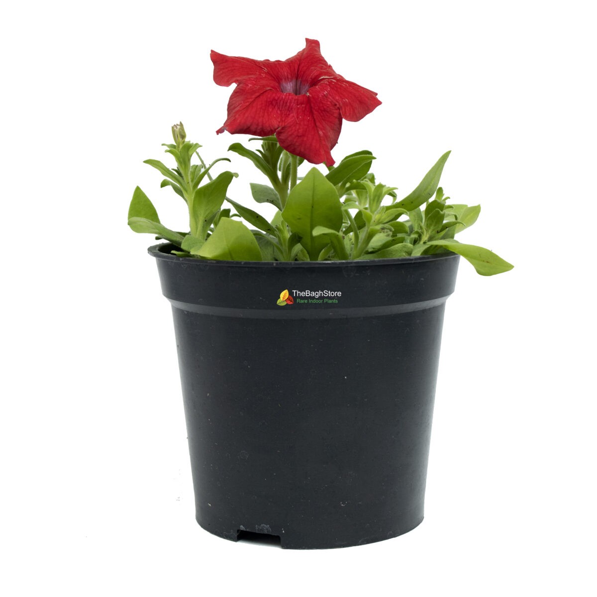 Petunia (Red) - Plant