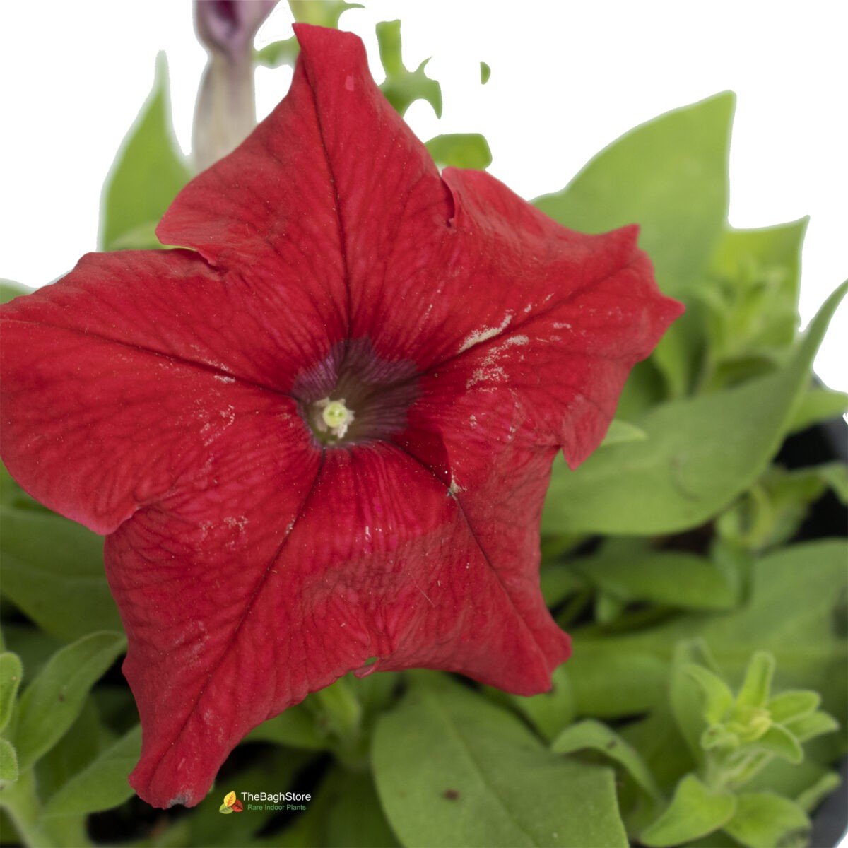 Petunia (Red) - Plant