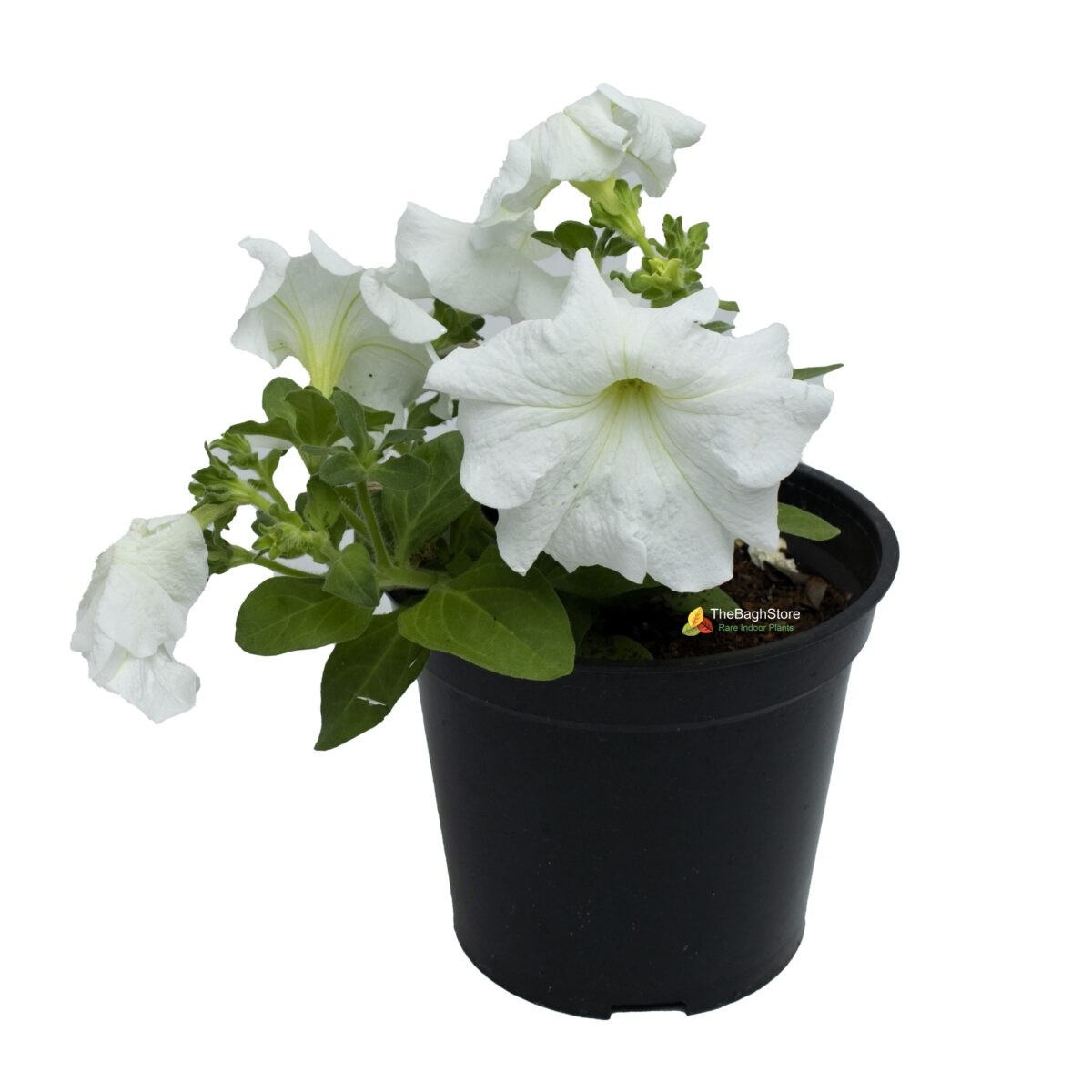 Petunia (White) - Plant