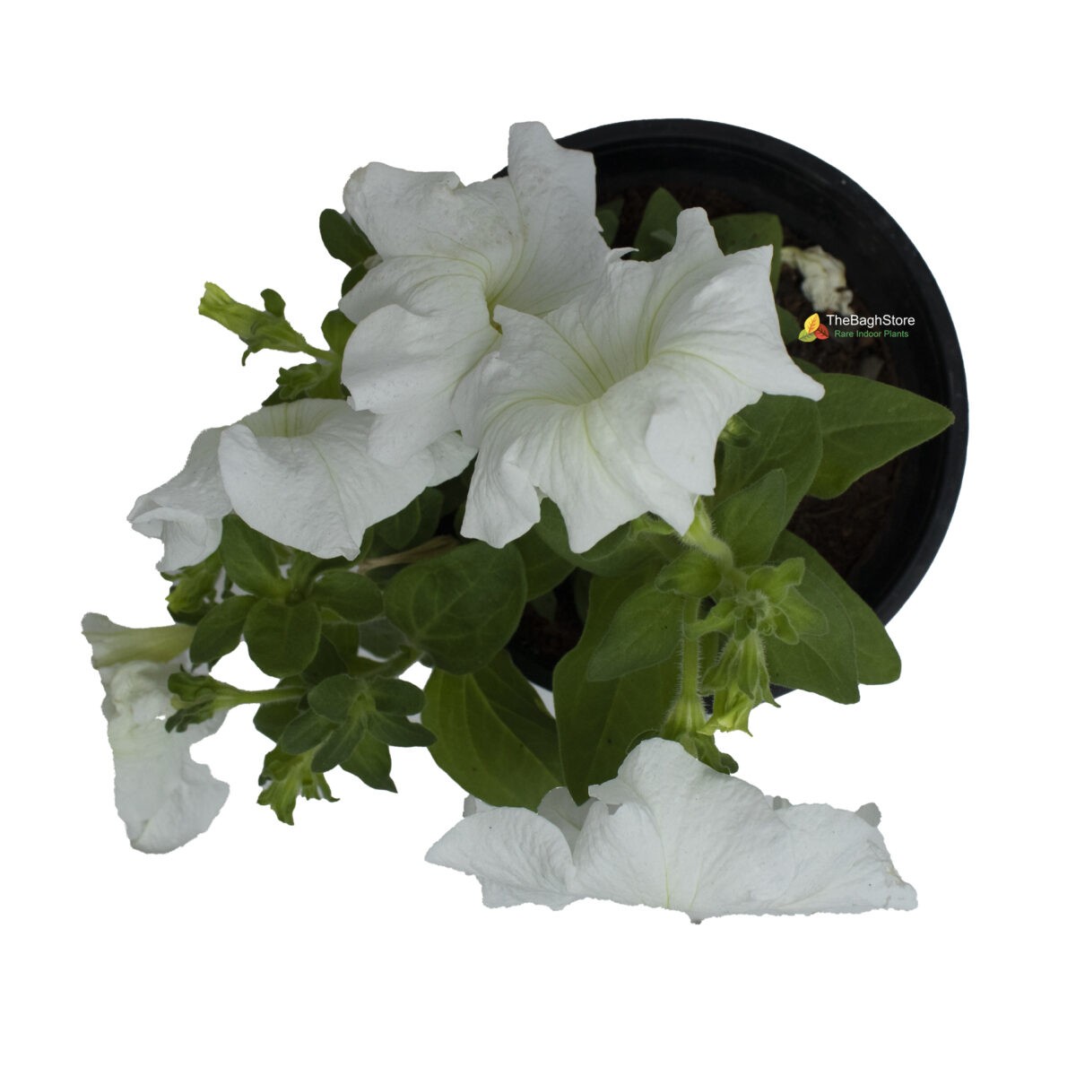 Petunia (White) - Plant