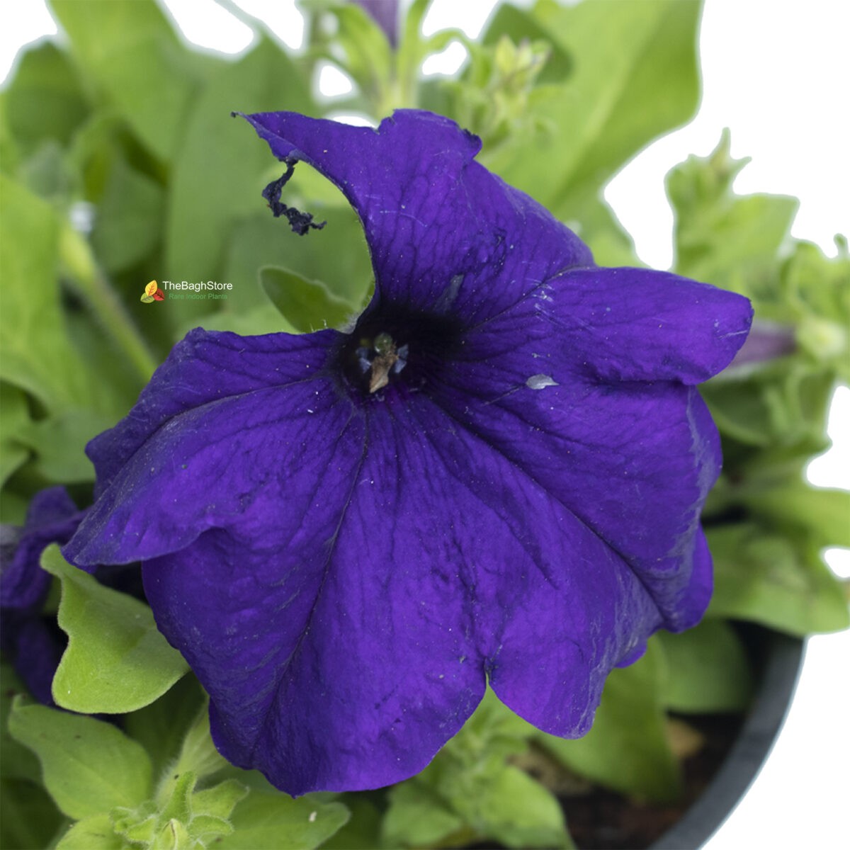 Petunia (Blue) - Plant