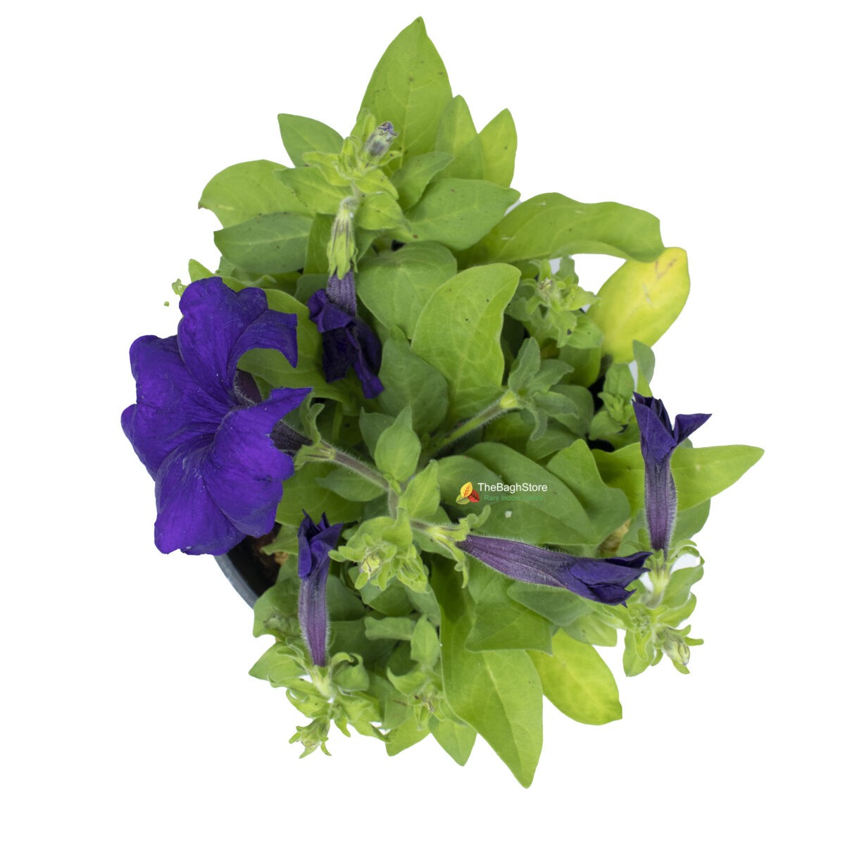 Petunia (Blue) - Plant
