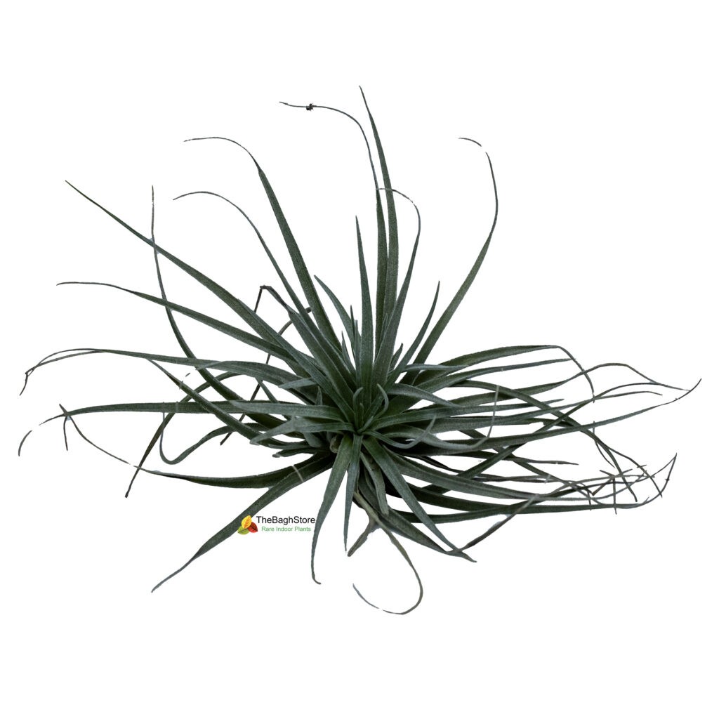 Air Plant , Tillandsia Ionantha ( Small ) - Plant