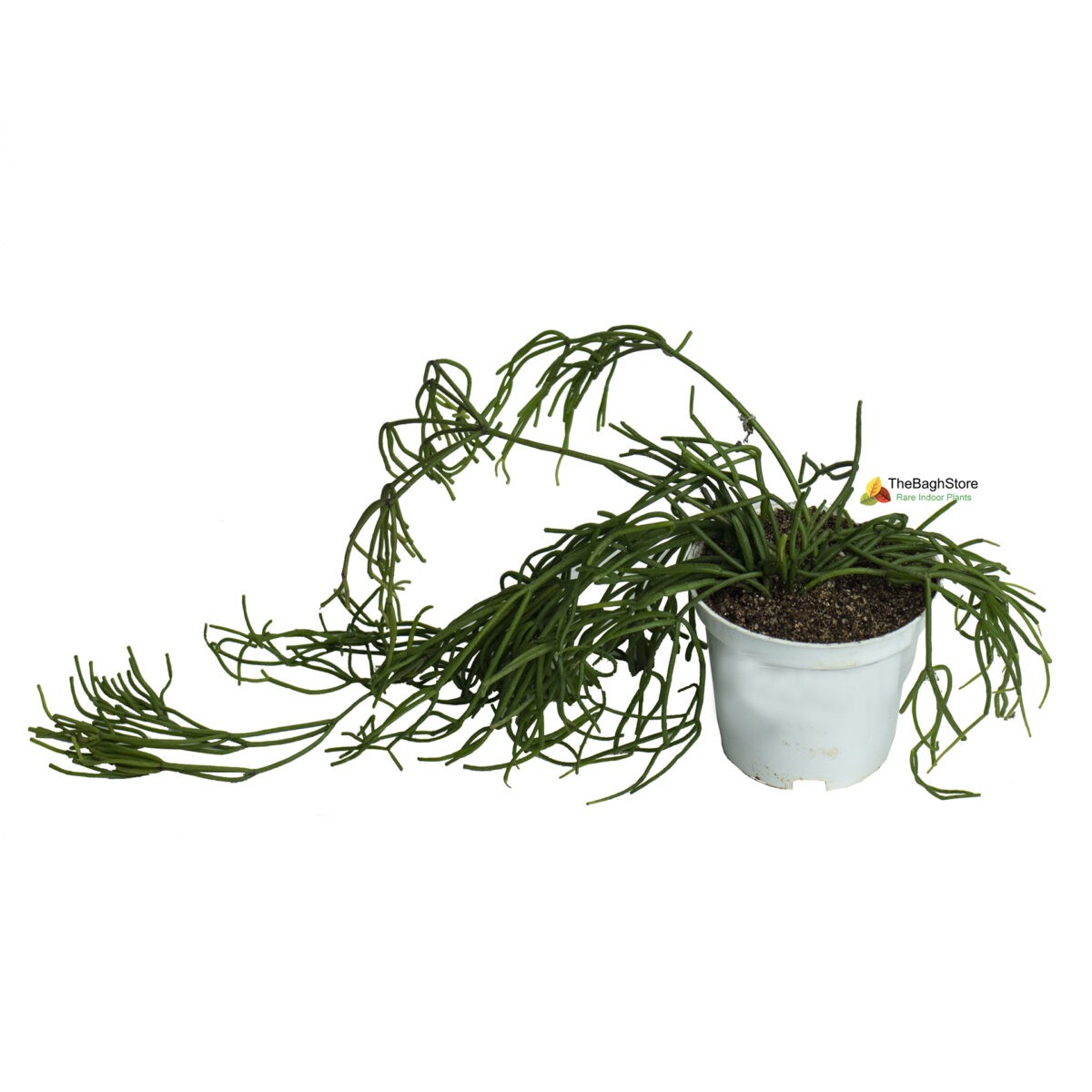 Rhipsalis Baccifera, Succulent , Hanging - Plant