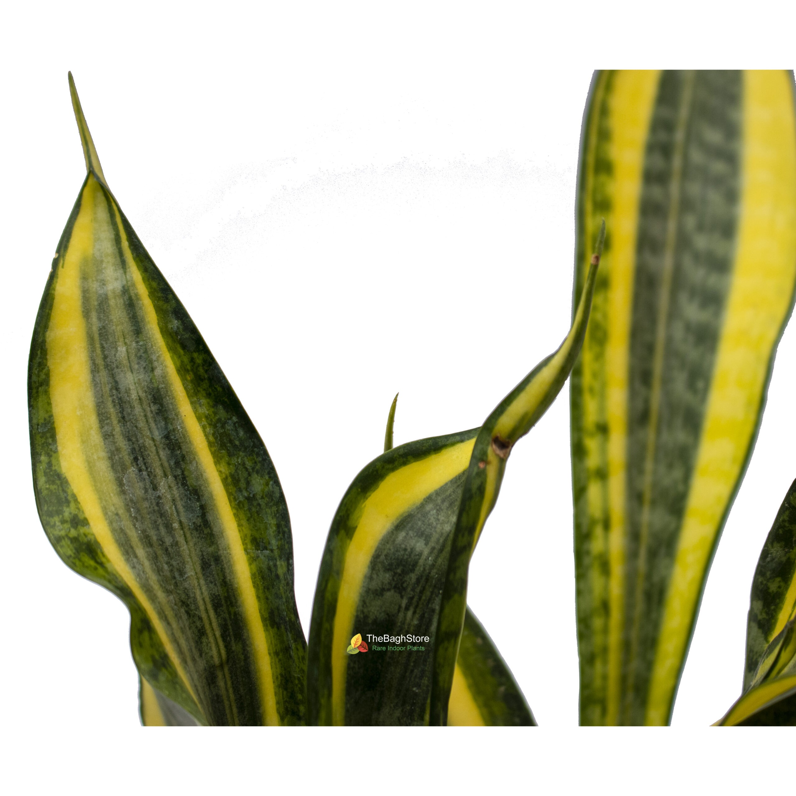 Sansevieria trifasciata Compacta , Snake Plant - Succulent Plant