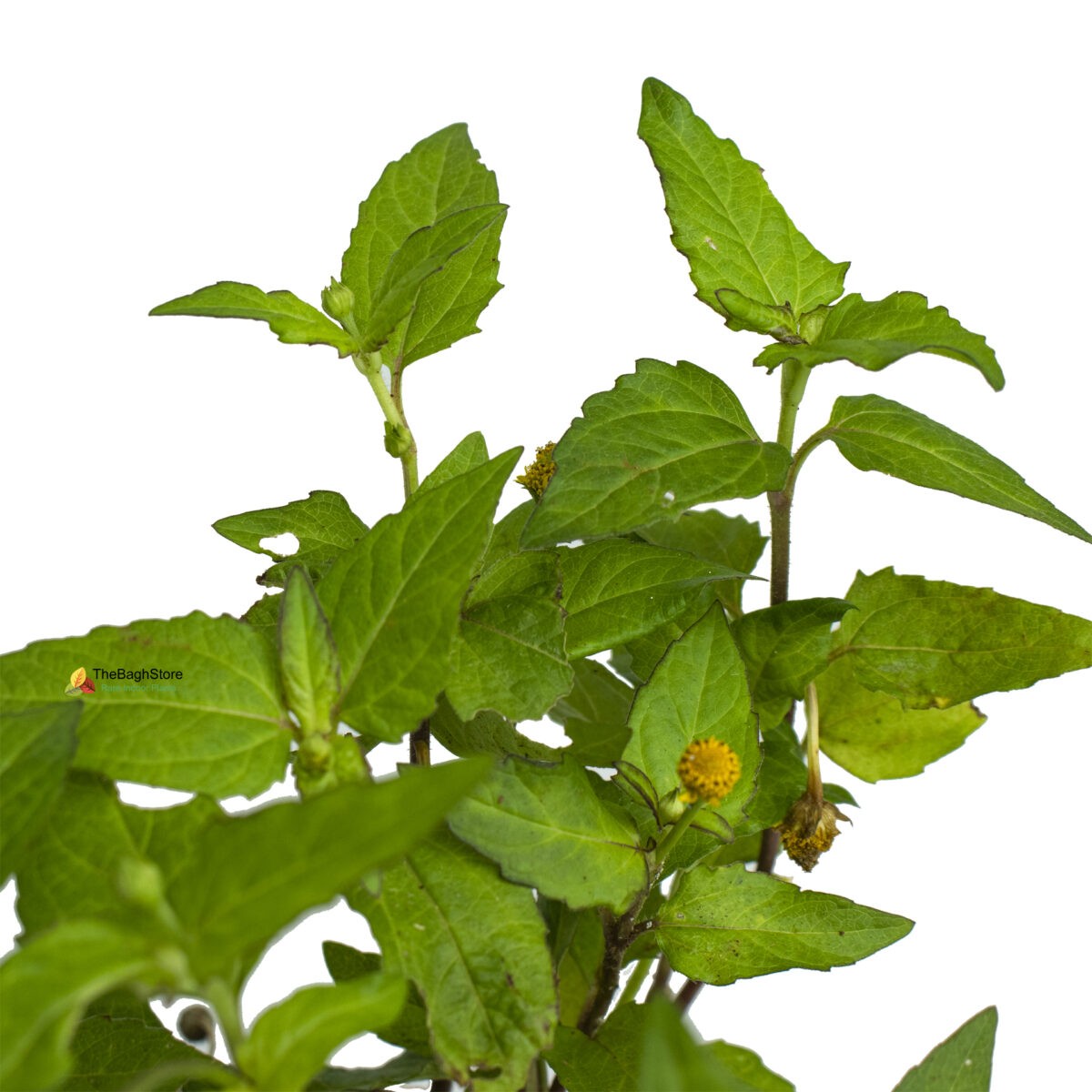Acmella Oleracea, Toothache, Akarkara - Plant