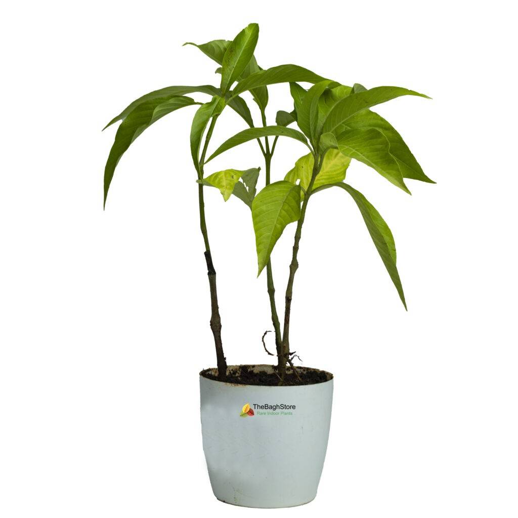 Indoor Plants Online Nursery India | Rare Plants @ The Bagh Store