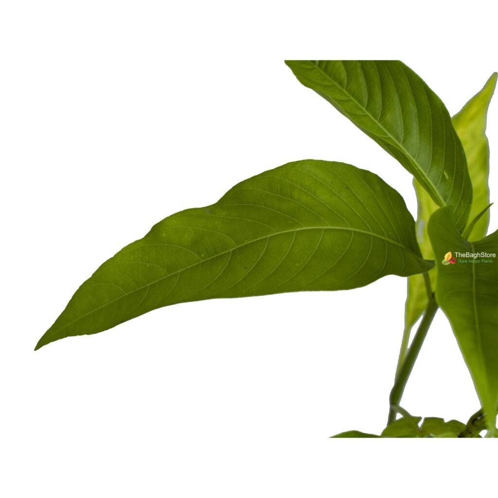 Indoor Plants Online Nursery India Rare Plants The Bagh Store