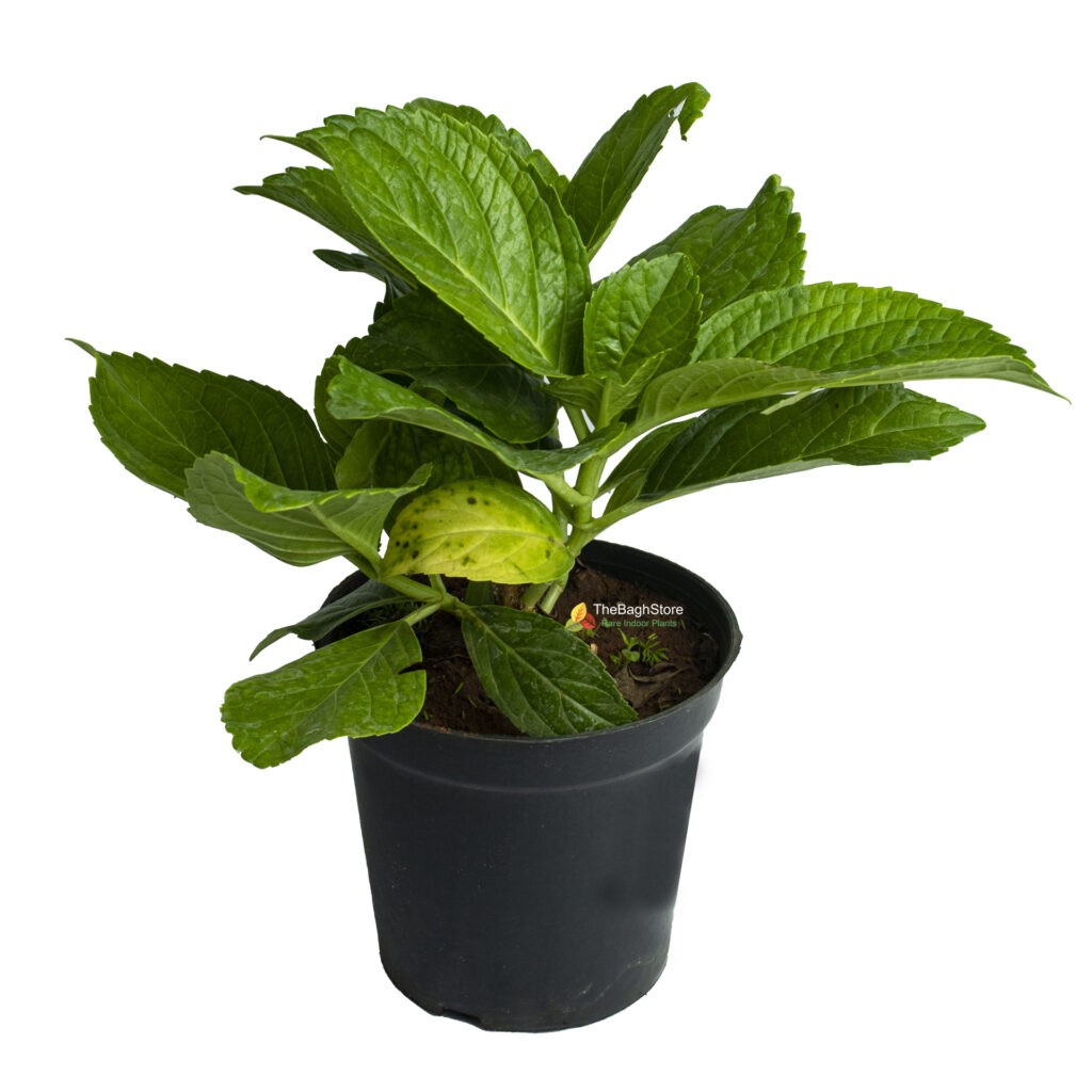 Hydrangea Arborescens, Smooth Hydrangea Plant TheBaghstore All