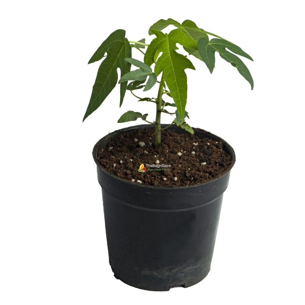 Papaya ( Papita ) , Grafted - Plant | TheBaghstore - All Indoor Plants