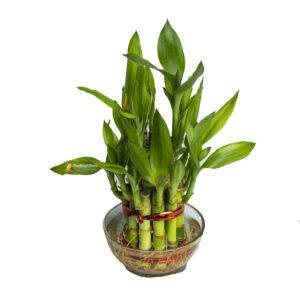 Buy Indoor Plants Online in Bangalore with Same Day Delivery