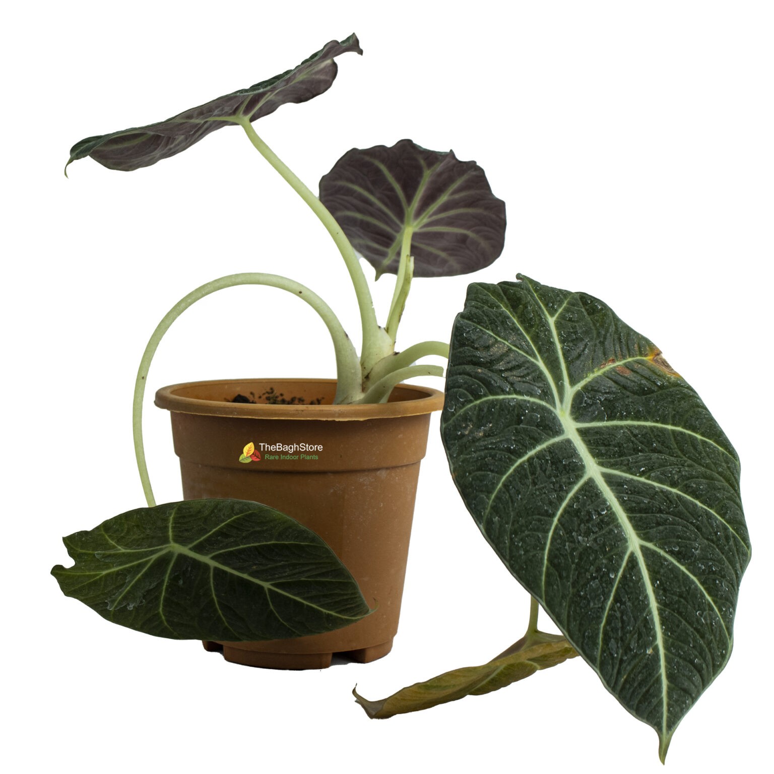 Buy Indoor Plants Online Bangalore Best quality Plants Delivered to