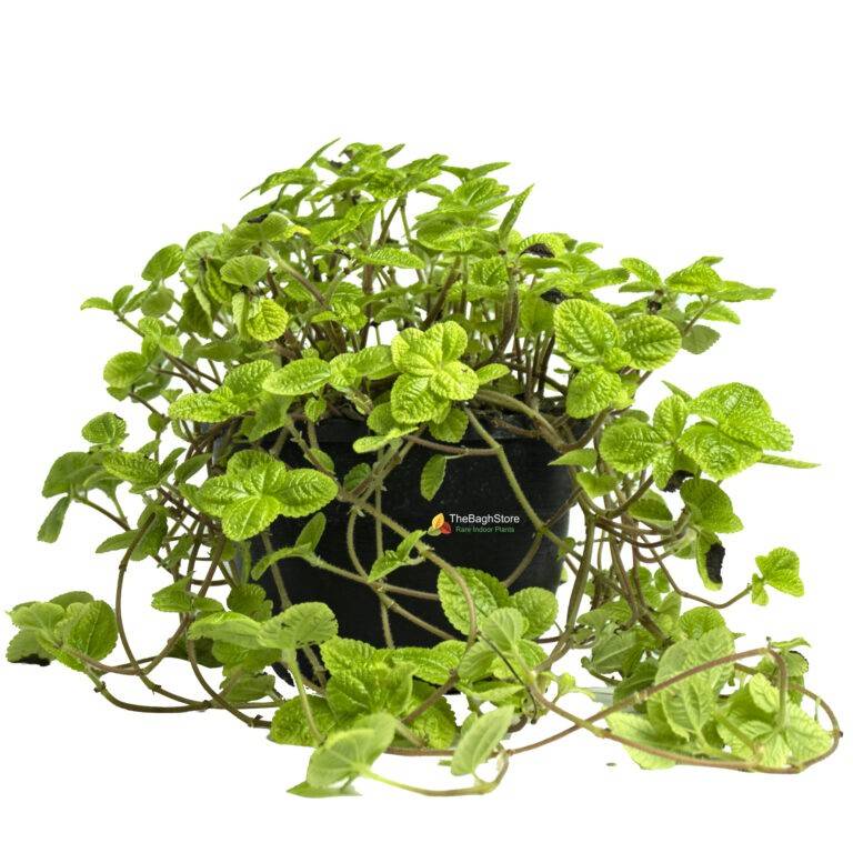 Pilea Nummulariifolia Creeping Charlie Plant Thebaghstore All