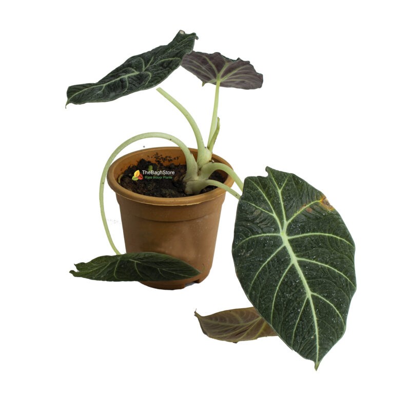 Buy Indoor Plants Online Bangalore Best quality Plants Delivered to