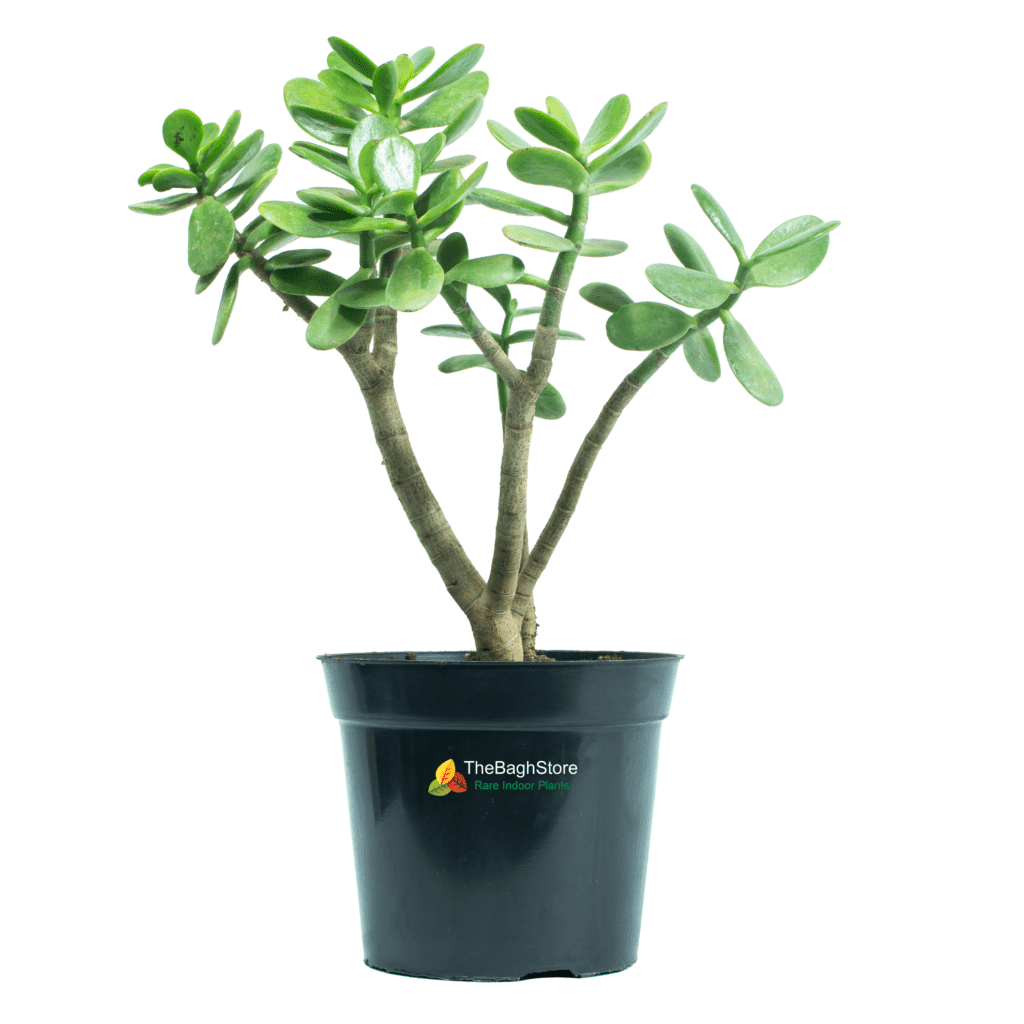 Buy Jade Plant Online India Crassula Ovata