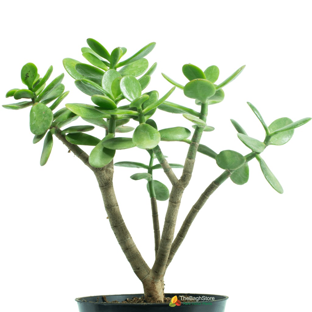Buy Jade Plant Online India Crassula Ovata