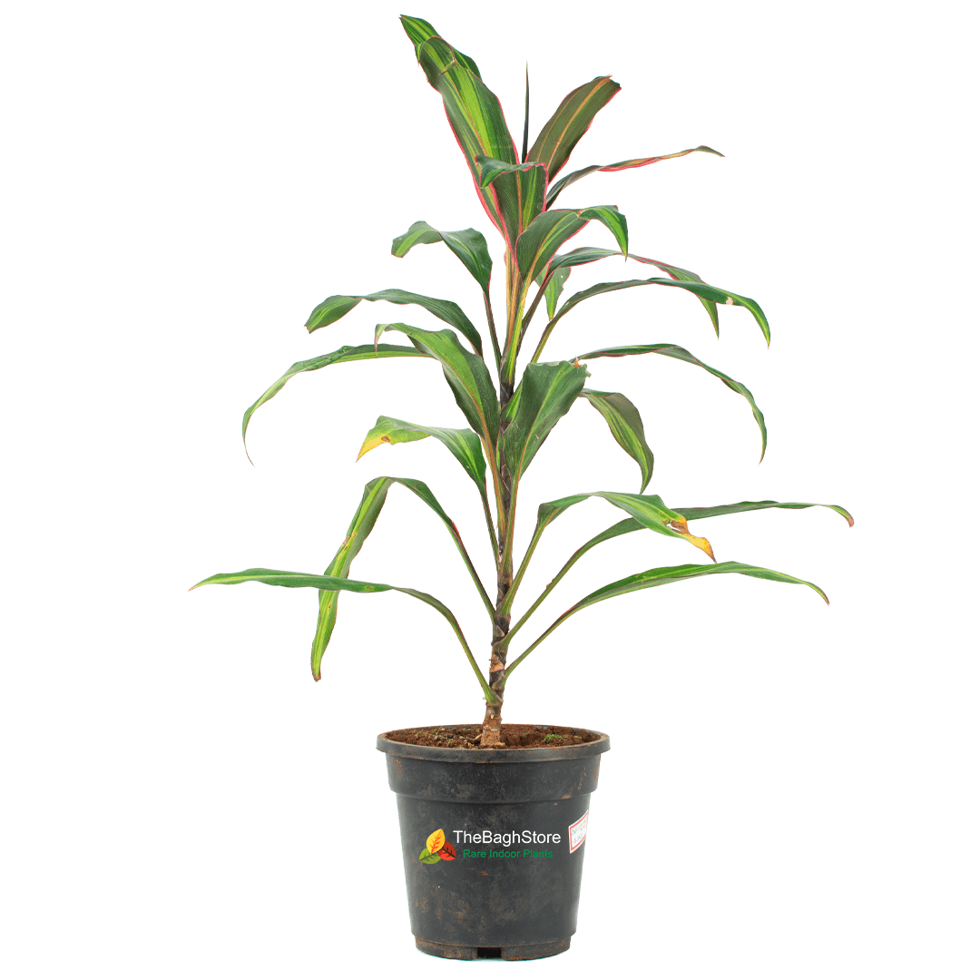 Cordyline Fruticosa - Plant
