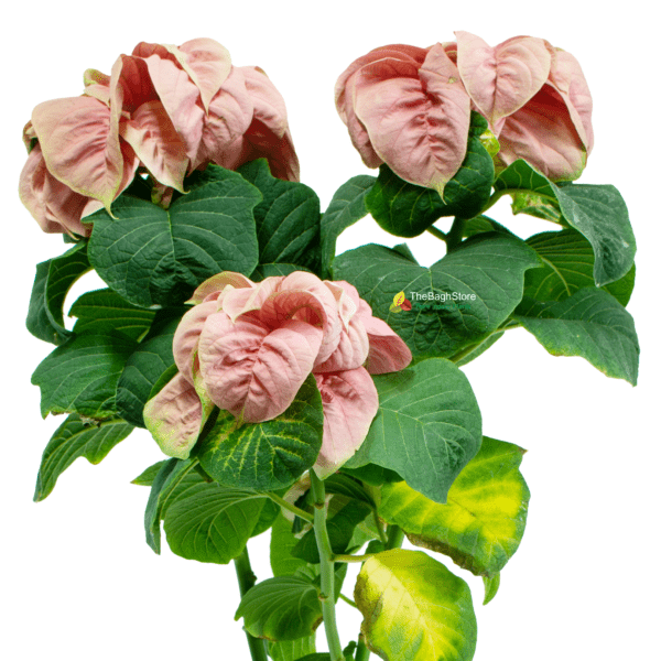 Poinsettia Fireball (Pink) - Plant