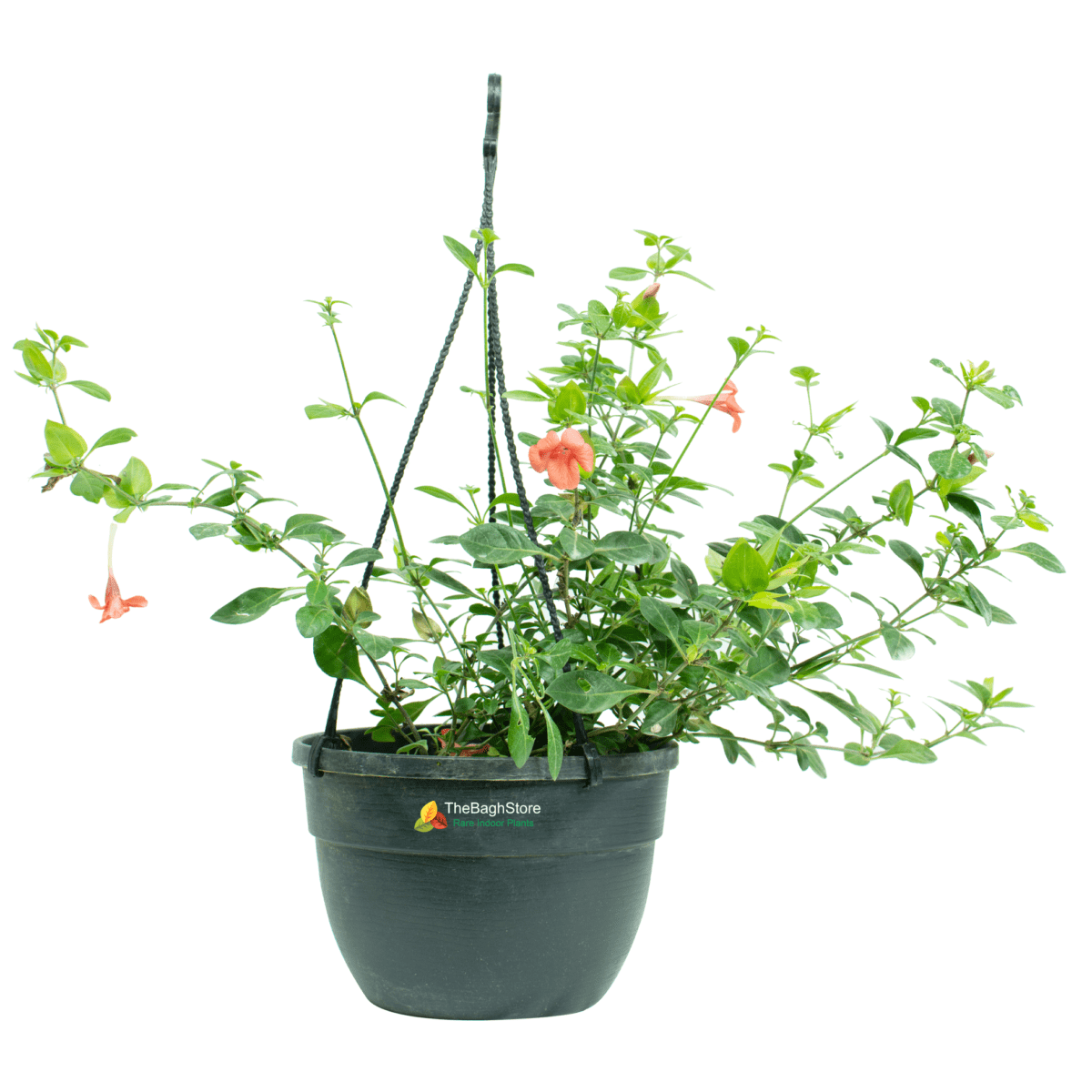 Barleria Repens , (Red) - Plant
