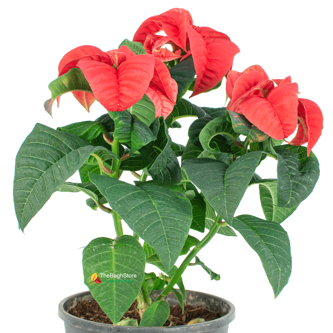Poinsettia Fireball Red - Plant