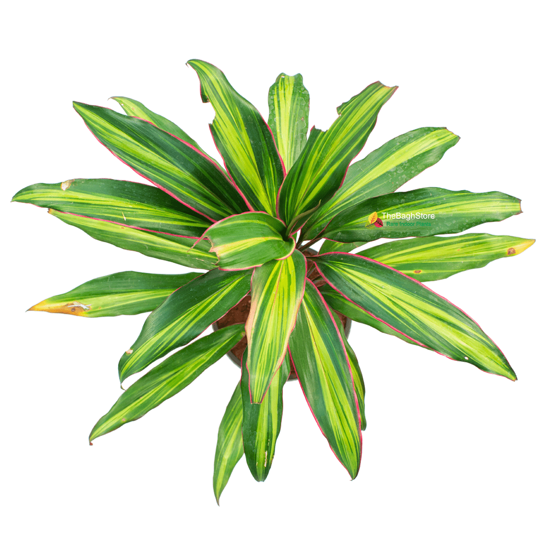 Cordyline Fruticosa - Plant