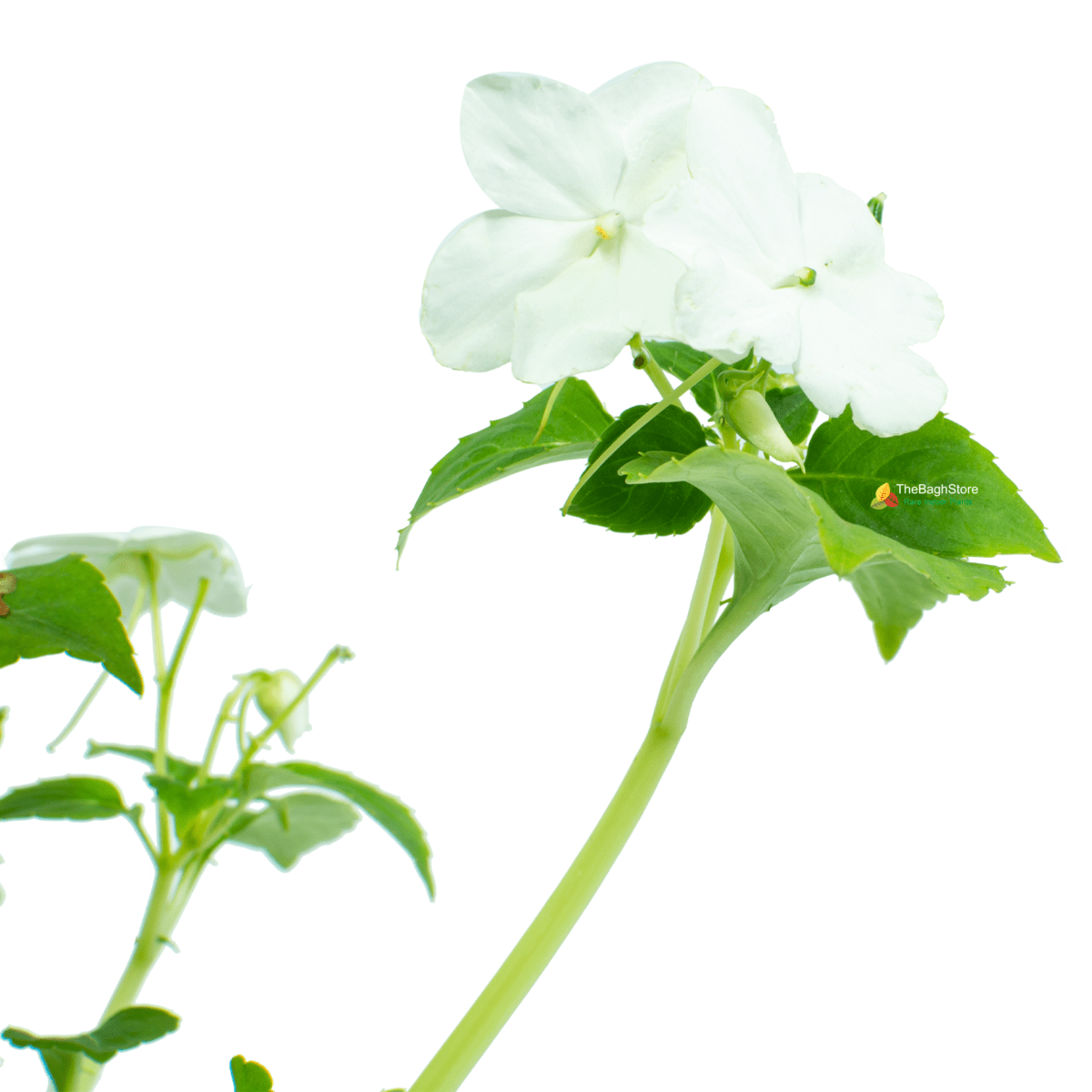 Zinnia (White) - Plant
