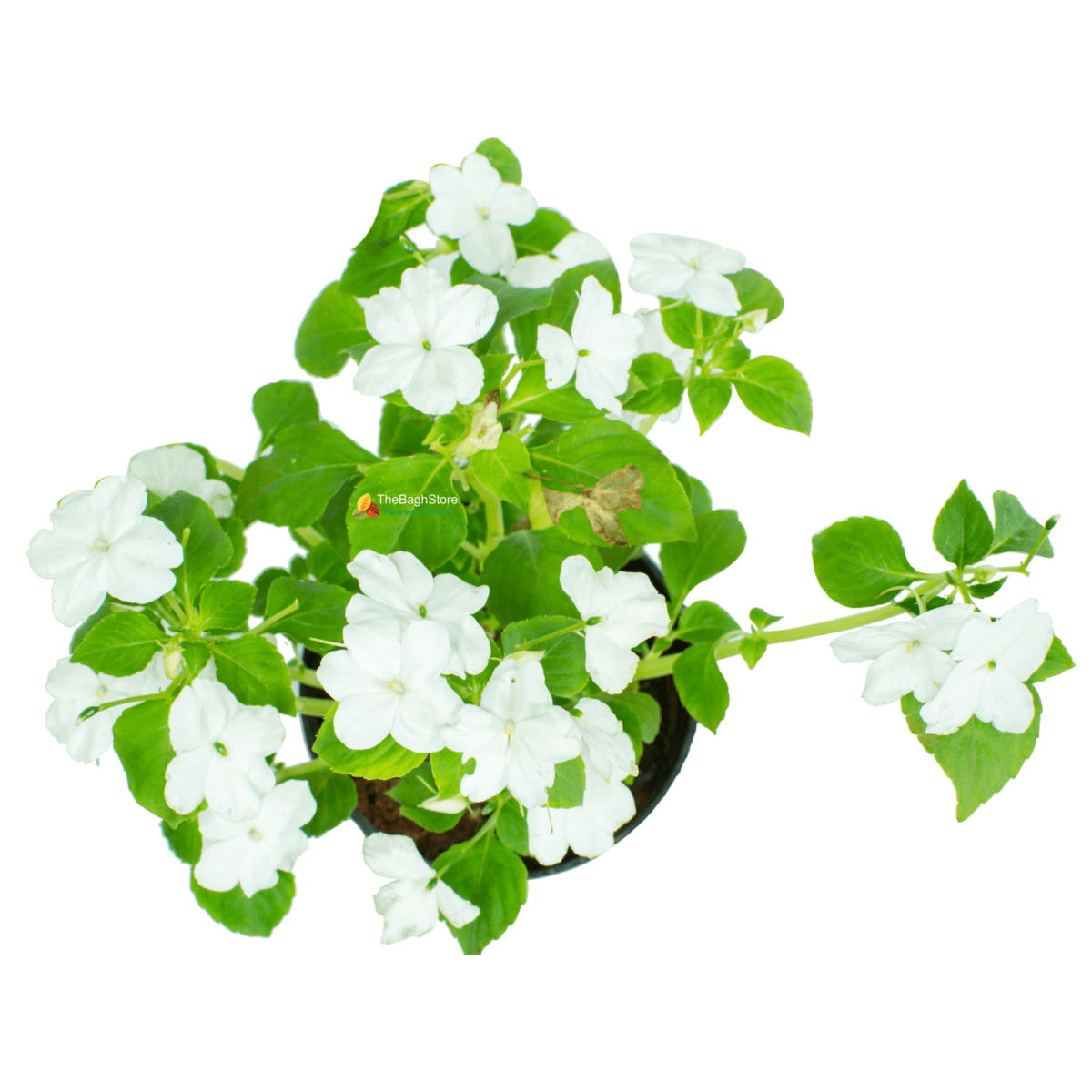 Zinnia (White) - Plant