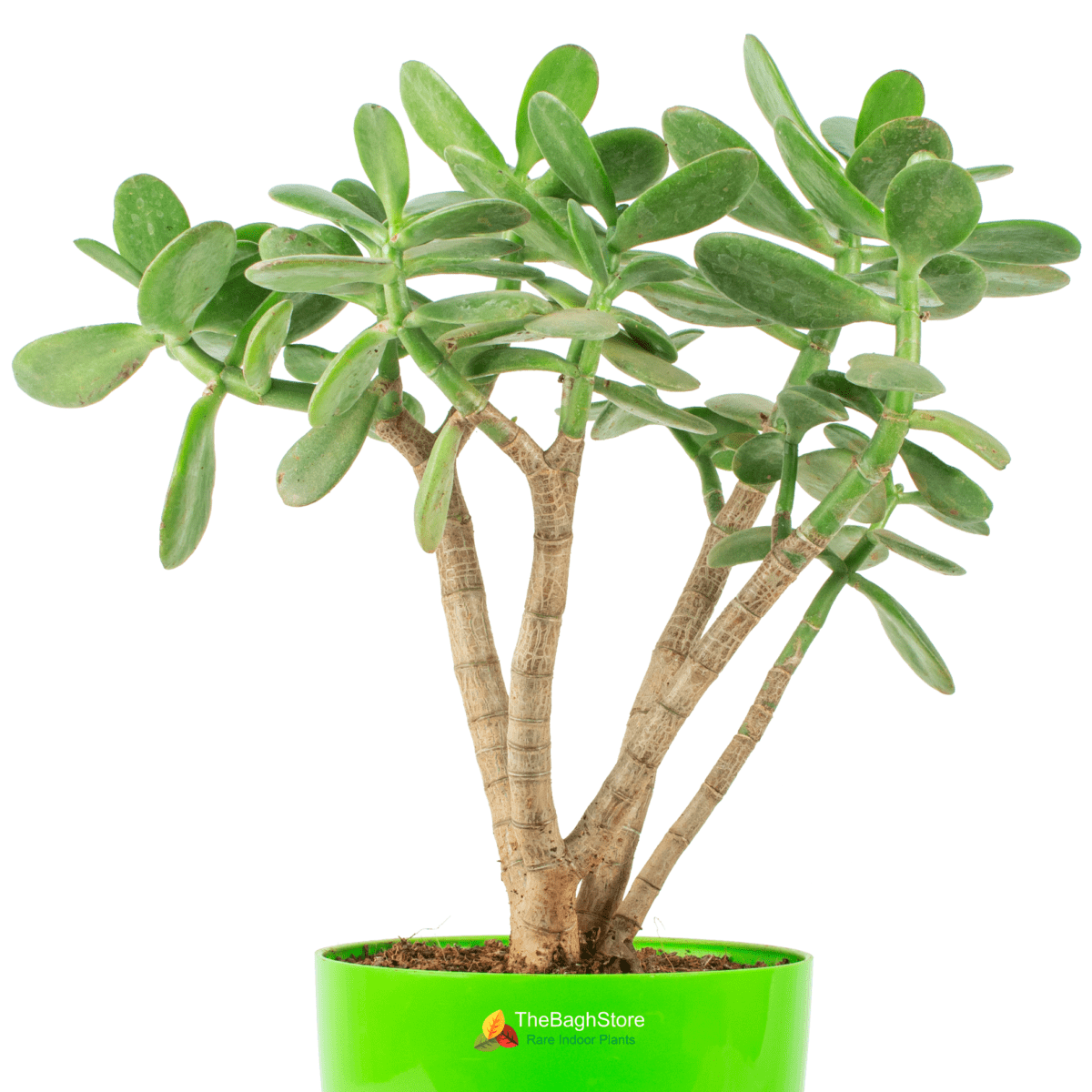 Jade Plant with Pot | Crassula Ovata
