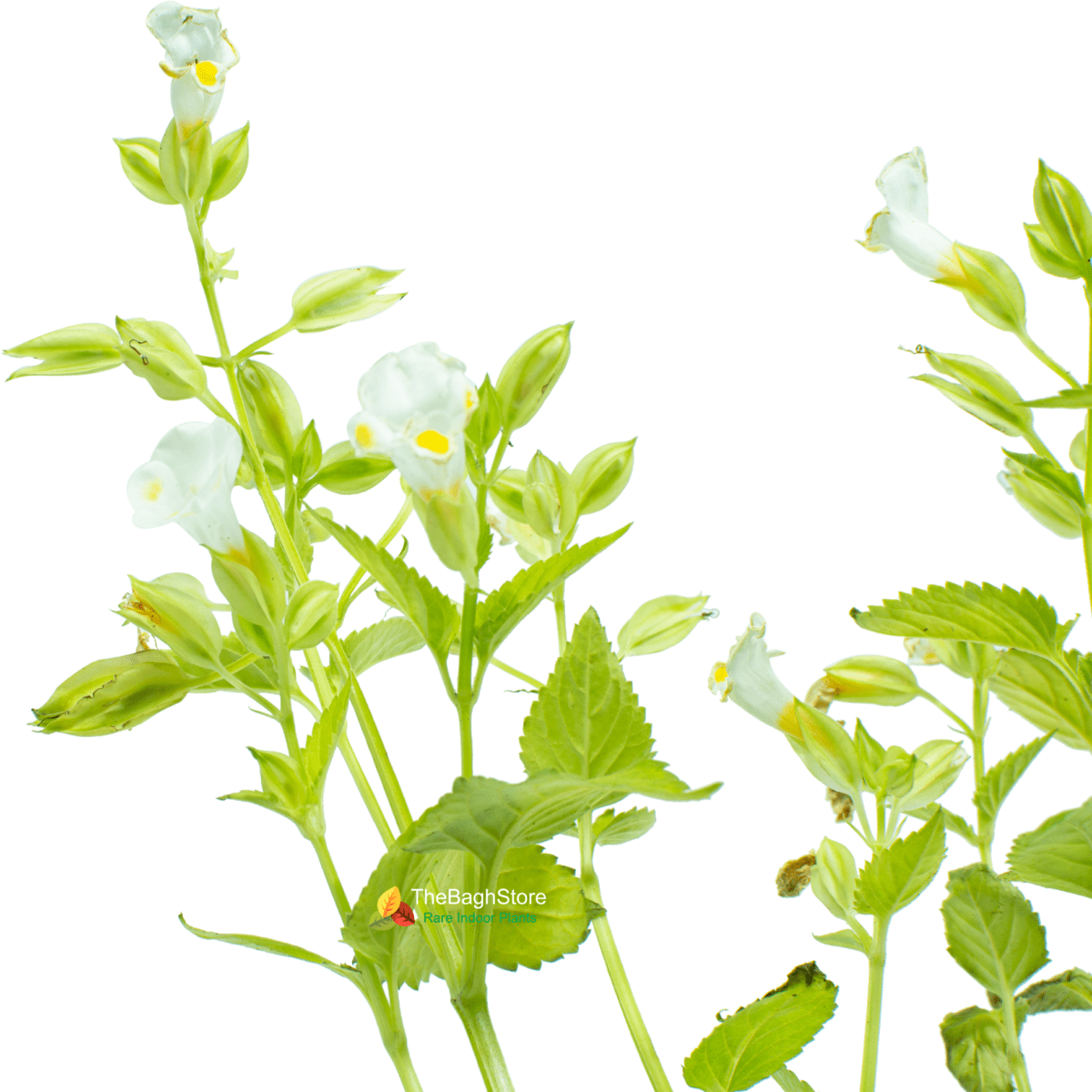 Torenia , Wishbone Flower , – Plant