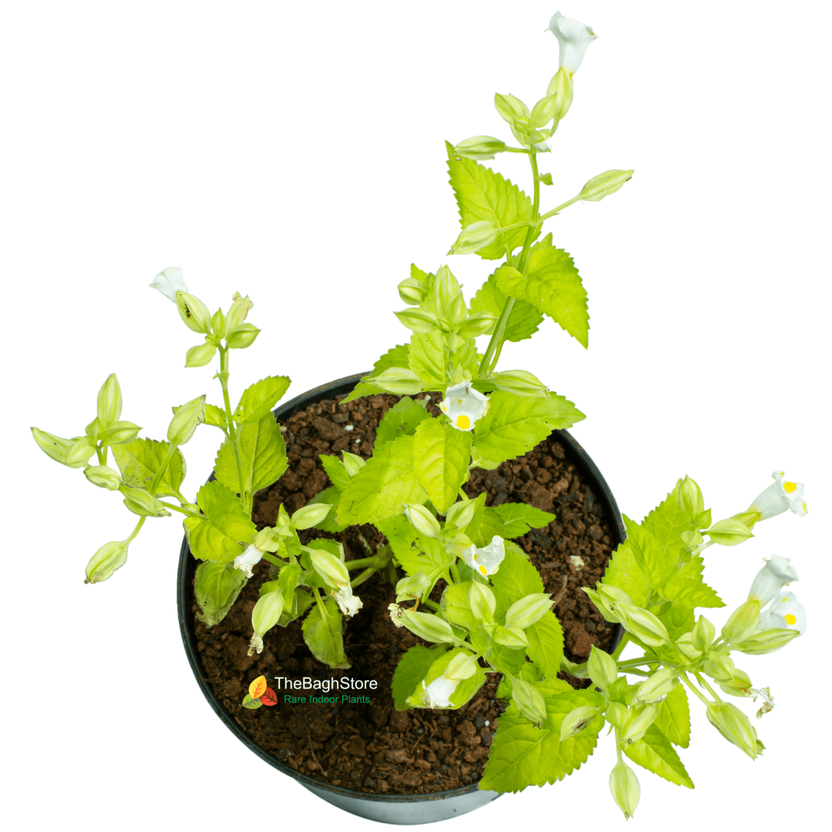 Torenia , Wishbone Flower , – Plant