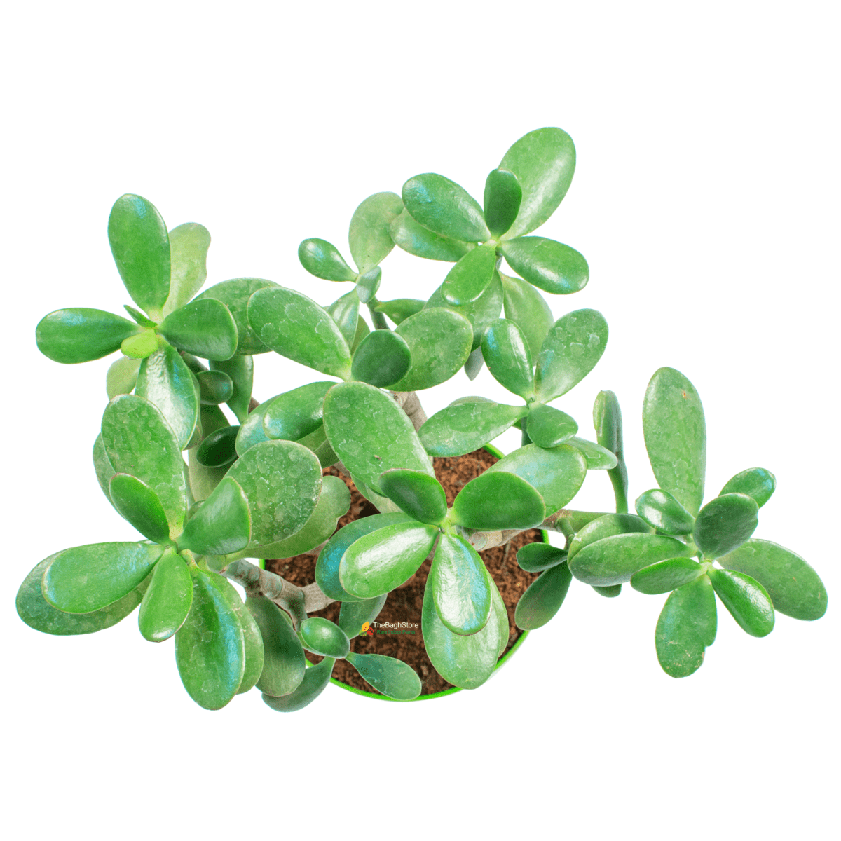 Jade Plant with Pot | Crassula Ovata