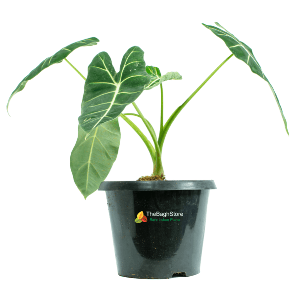 Alocasia Frydek - Plant
