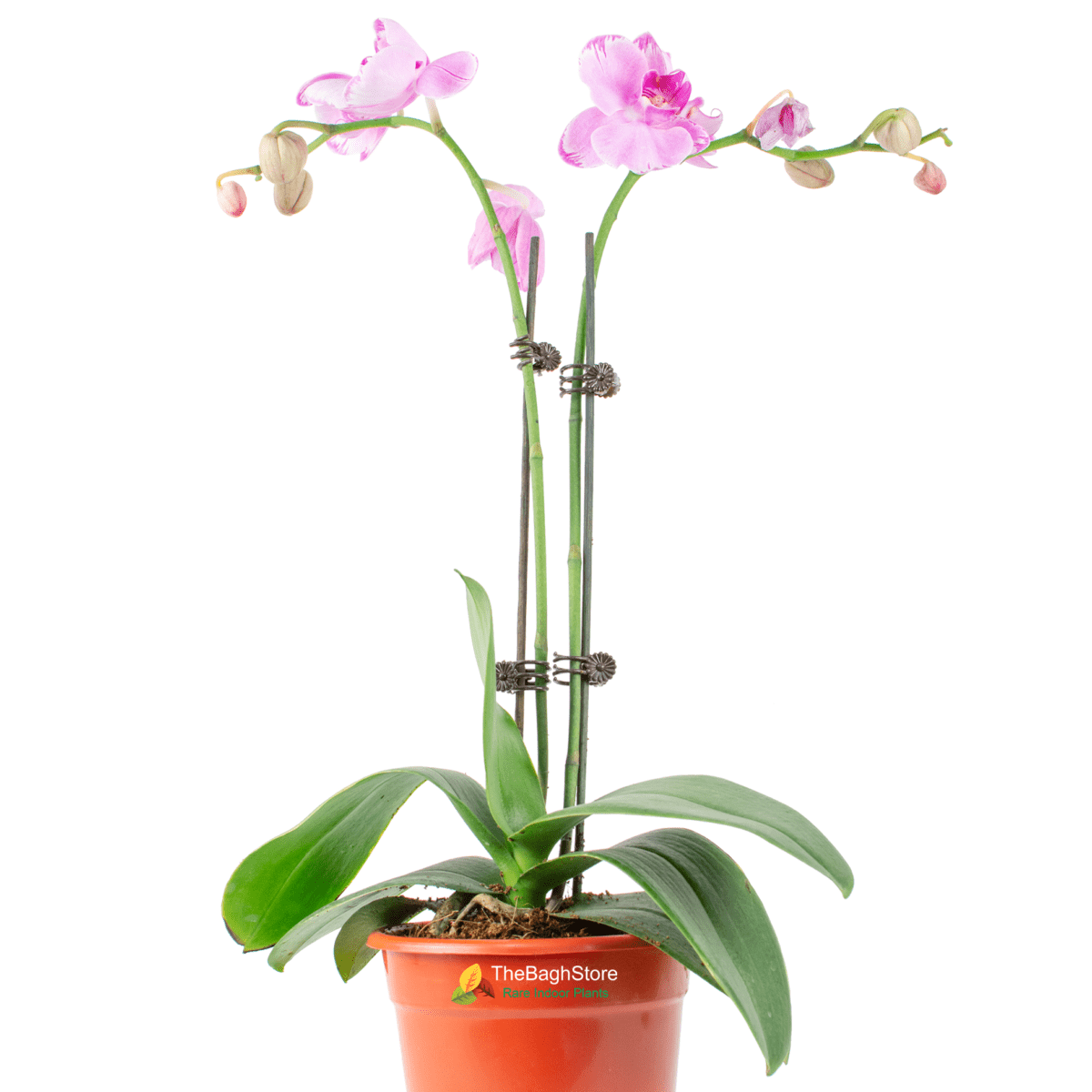 Dendrobium Orchid - Plant