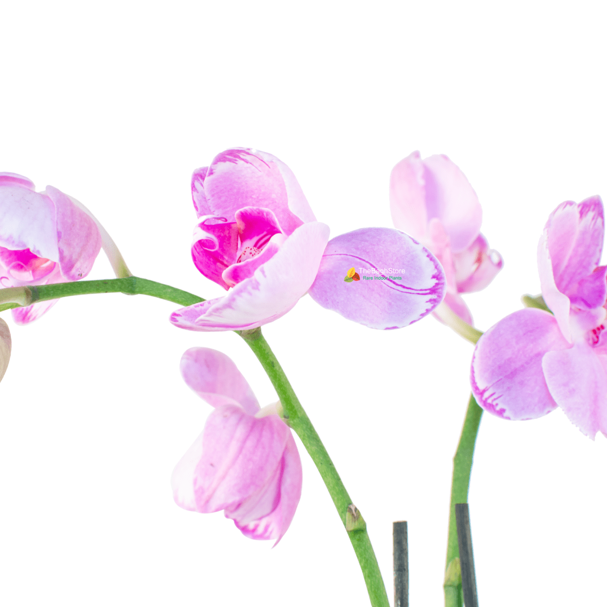 Dendrobium Orchid - Plant