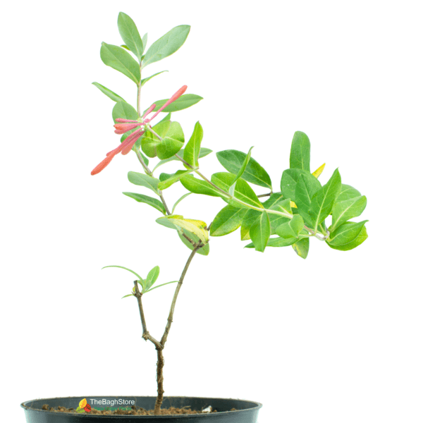Honeysuckle, Lonicera sempervirens - Plant