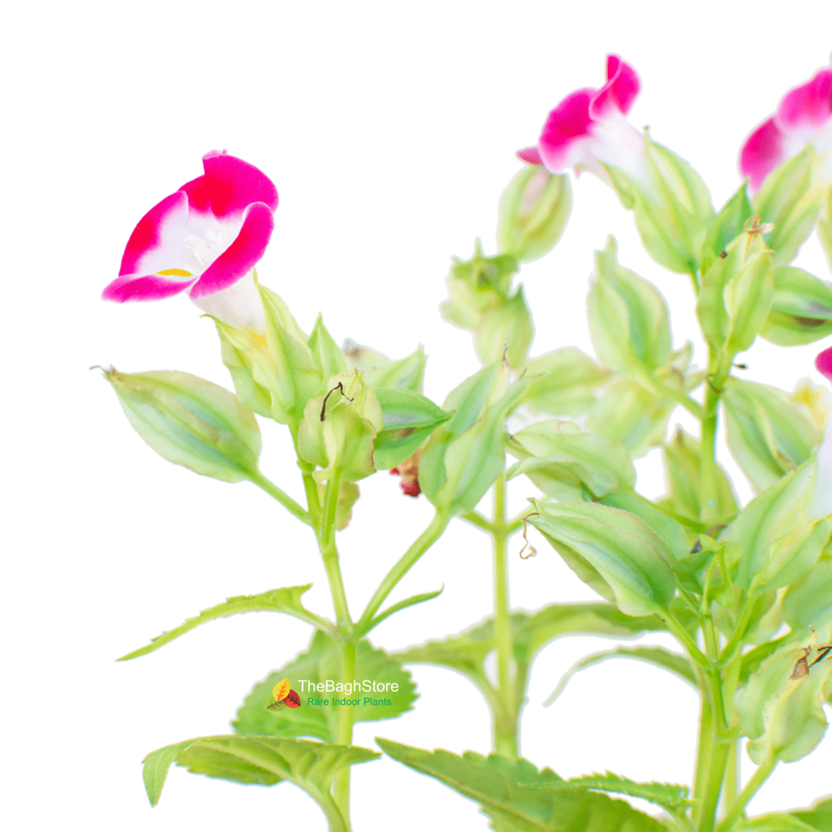 Torenia (Purple) , Wishbone Flower - Plant